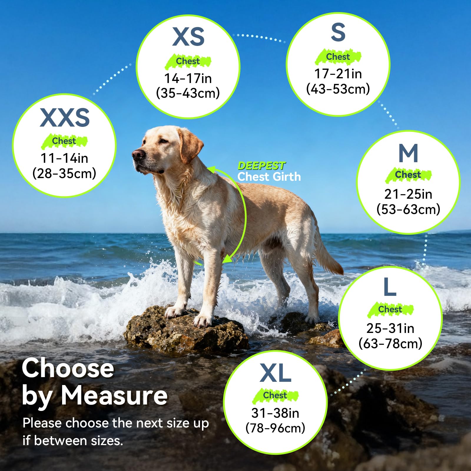 VIVAGLORY design durable et confort pour chien nageur debutant