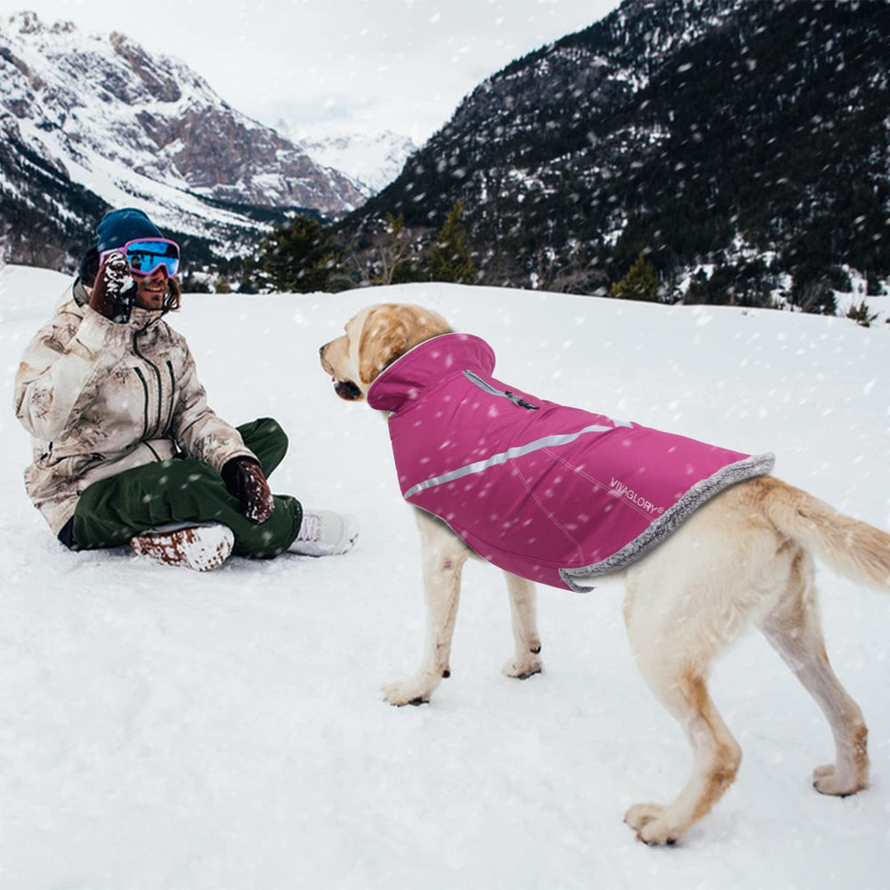 Design sportif et moderne du manteau Snowrap pour chien.