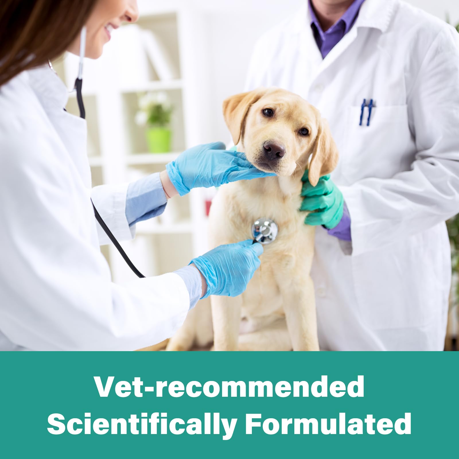 Chien bénéficiant VivaElixir vermifuge soutien digestif