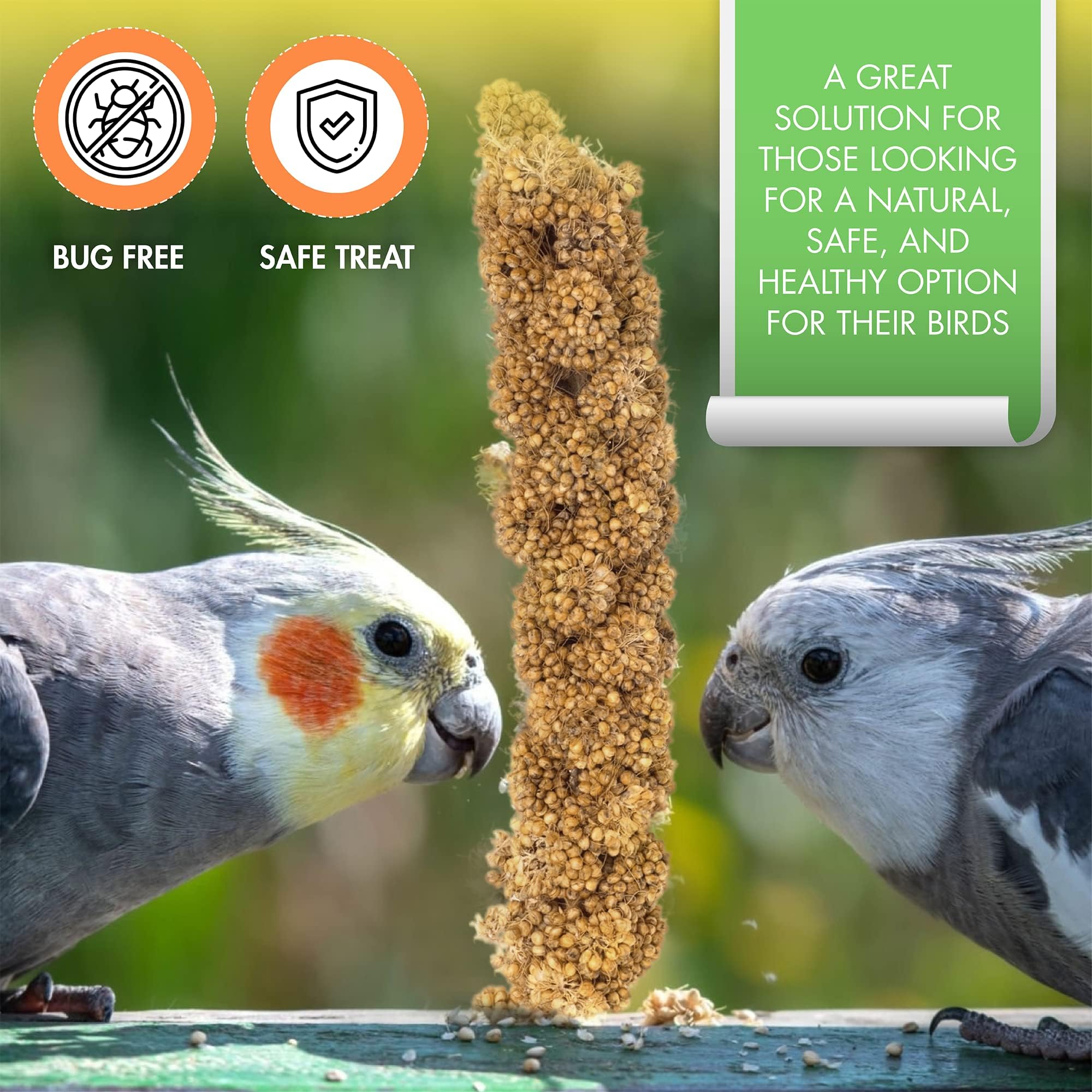 Vivlly millet en spray 5 livres – oiseaux heureux dégustent ce snack sain.