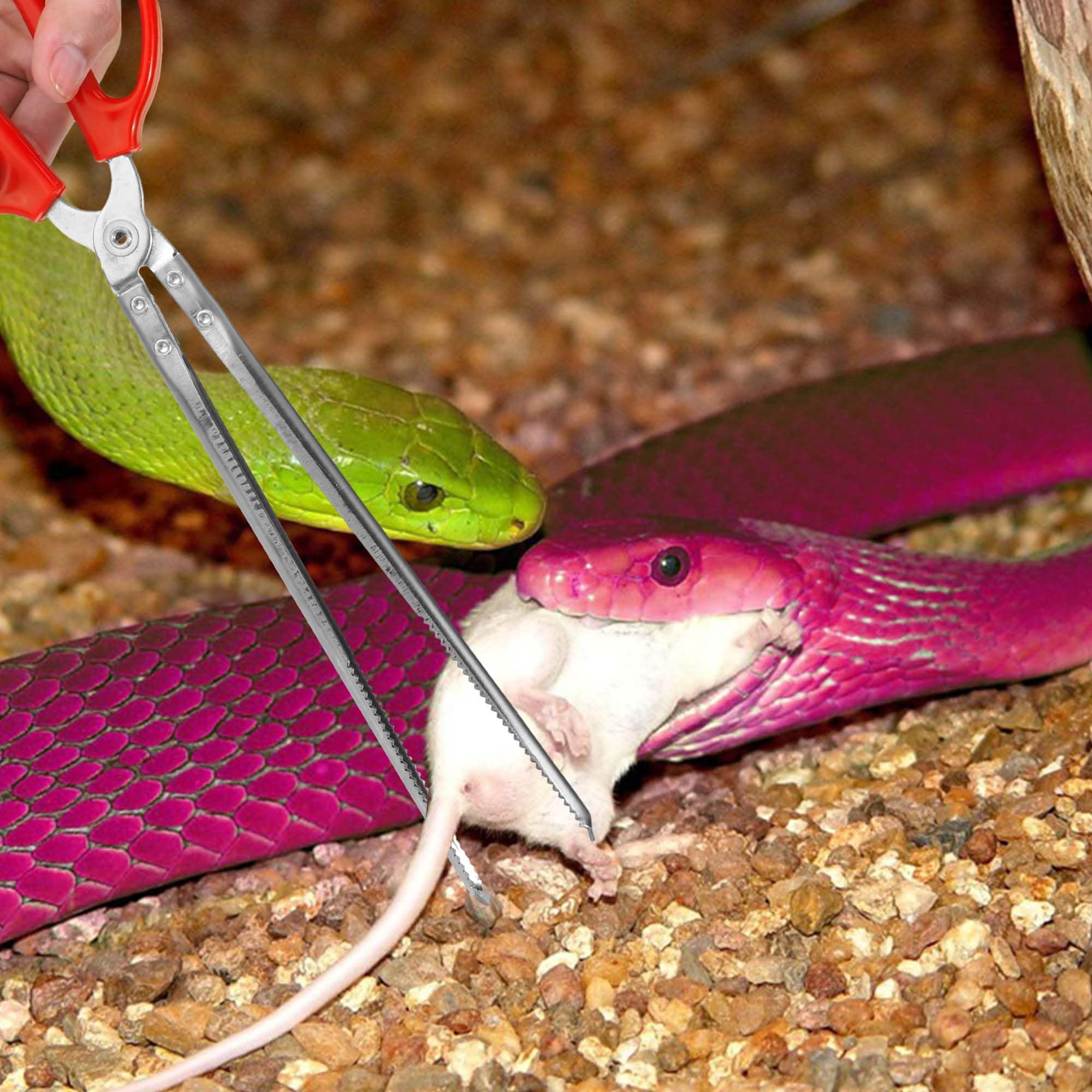Compatibilité avec dragon barbu et gecko léopard pour nourrir et manipuler en sécurité.