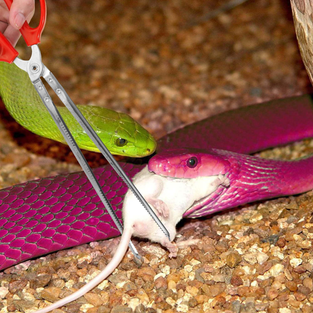 Compatibilité avec dragon barbu et gecko léopard pour nourrir et manipuler en sécurité.