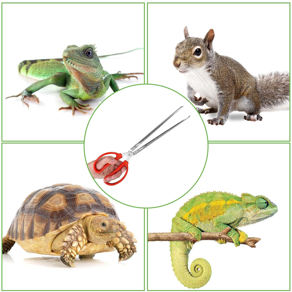 Pinces Vodolo en inox antirouille pour une durabilité dans le terrarium.