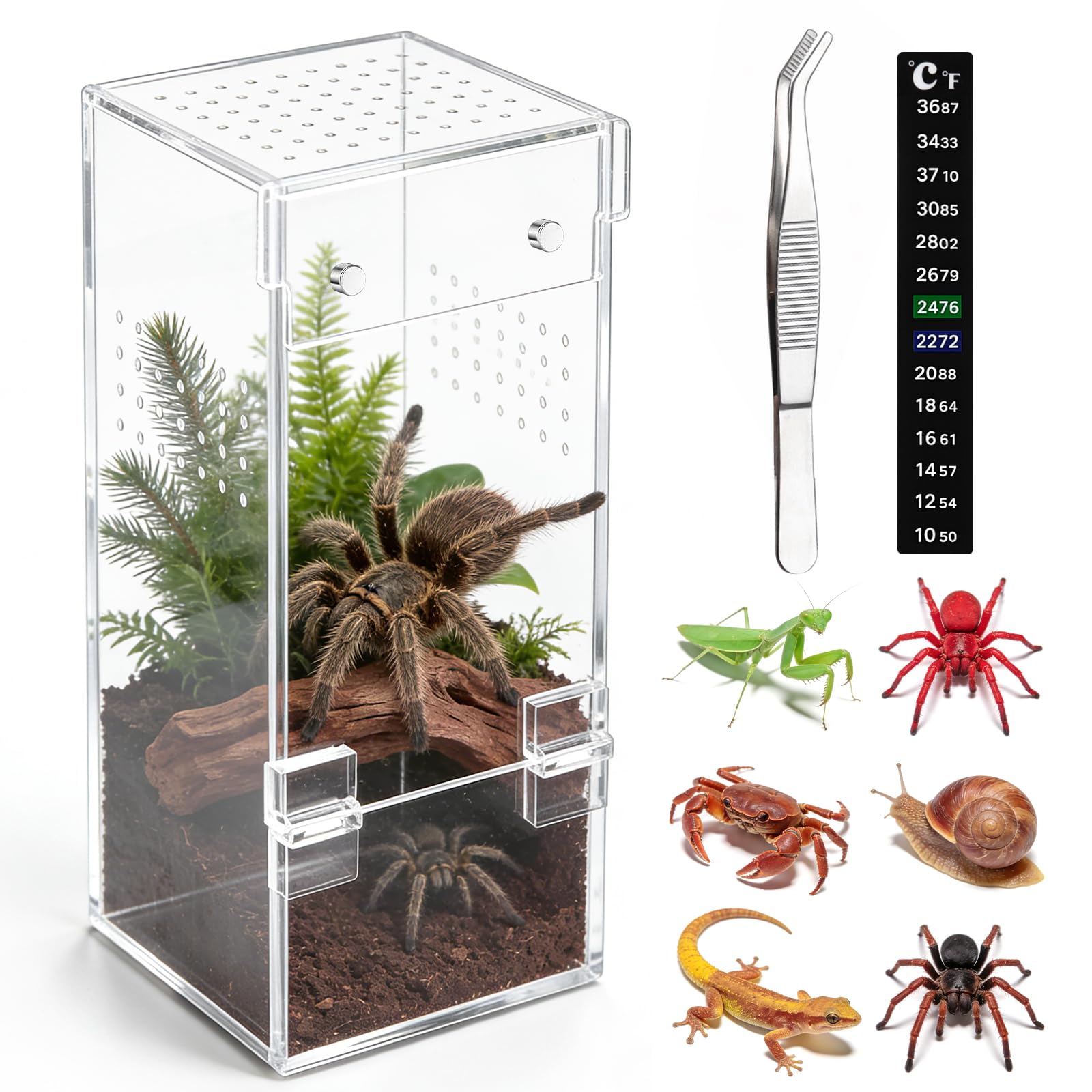 Vodolo terrarium araignée sauteur – vue 360 transparente pour observer chaque mouvement.