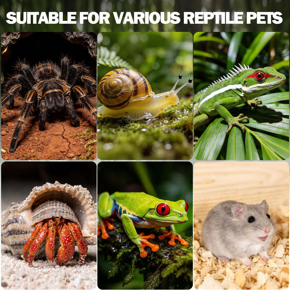 Vodolo terrarium pour petits reptiles et arthropodes – habitat polyvalent.