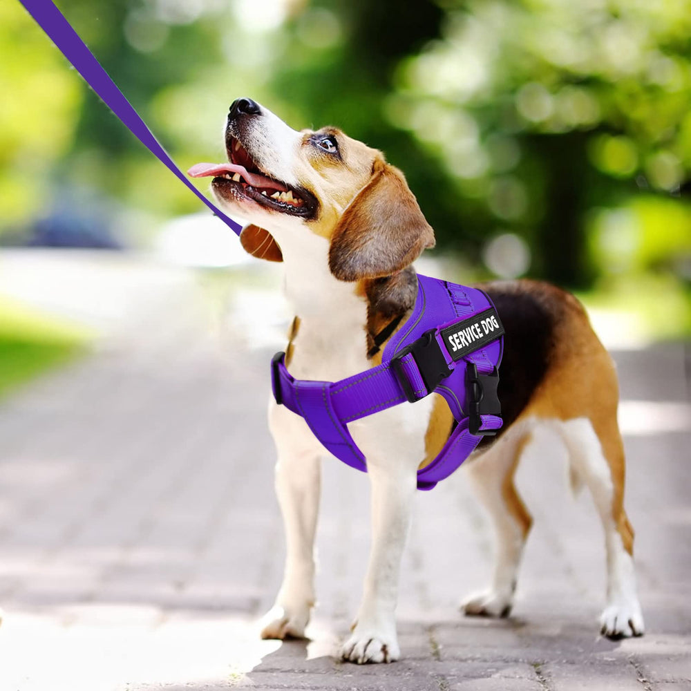 VOOPET harnais avec étiquettes amovibles, personnalisation pratique