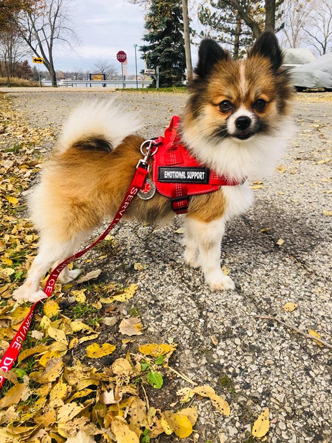 Harnais VOOPET service-chien reglable s'adapte à différentes morphologies