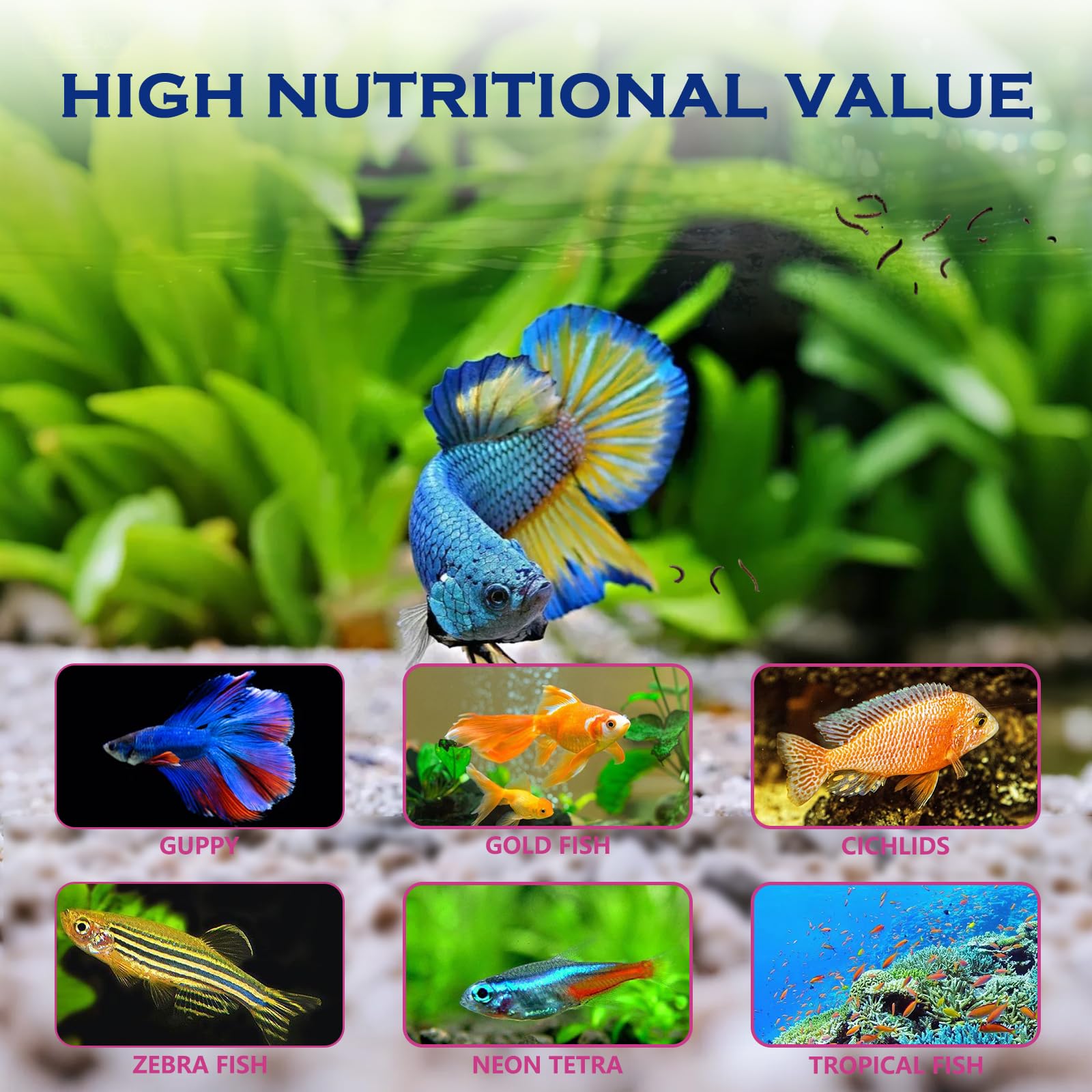 Vorenzyme: utilisation rapide et mesures simples pour nourrir les poissons.