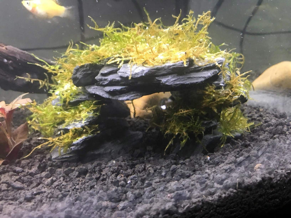 Voulosimi ardoise naturelle, décor polyvalent pour aquarium et extérieur.