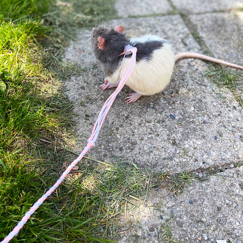 Harnais et laisse VTurboWay pour lapin, mouvement libre et sécurité pendant les sorties.