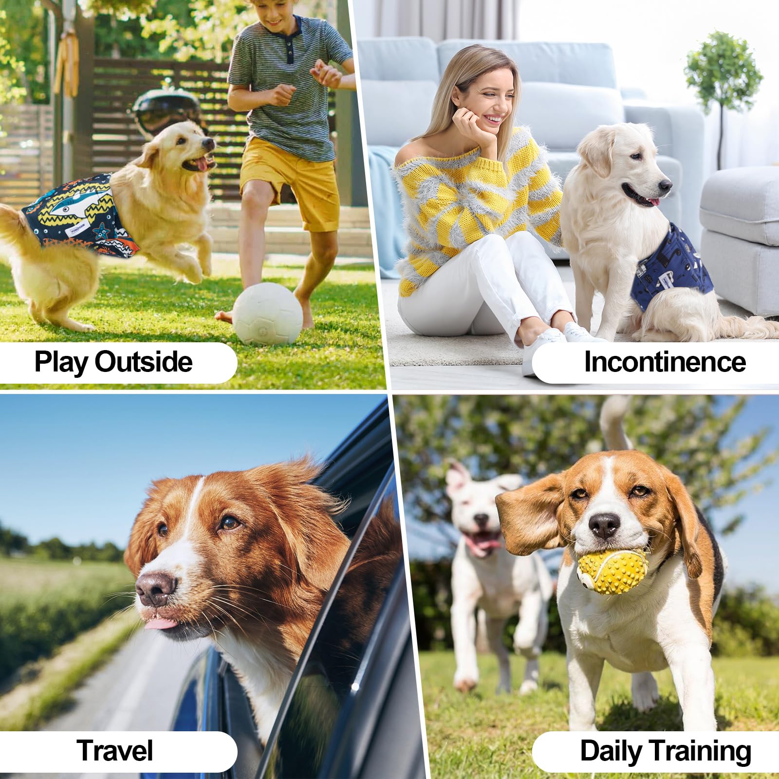 Utilisation quotidienne des bandes VUNCESSIN pour chien mâle lors de trajets et training.