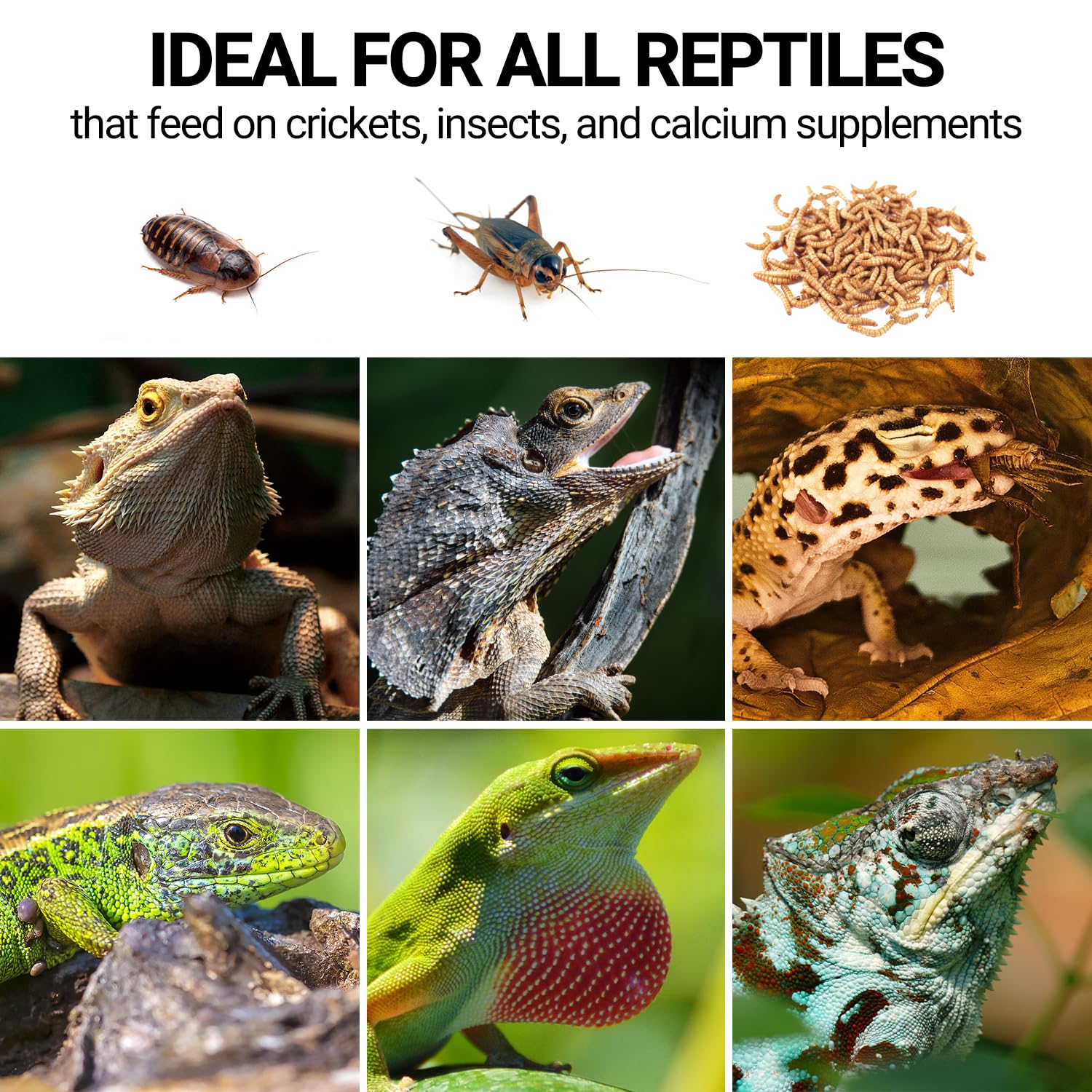 Wacool-Terra: accessoire essentiel pour terrarium et nutrition des reptiles.