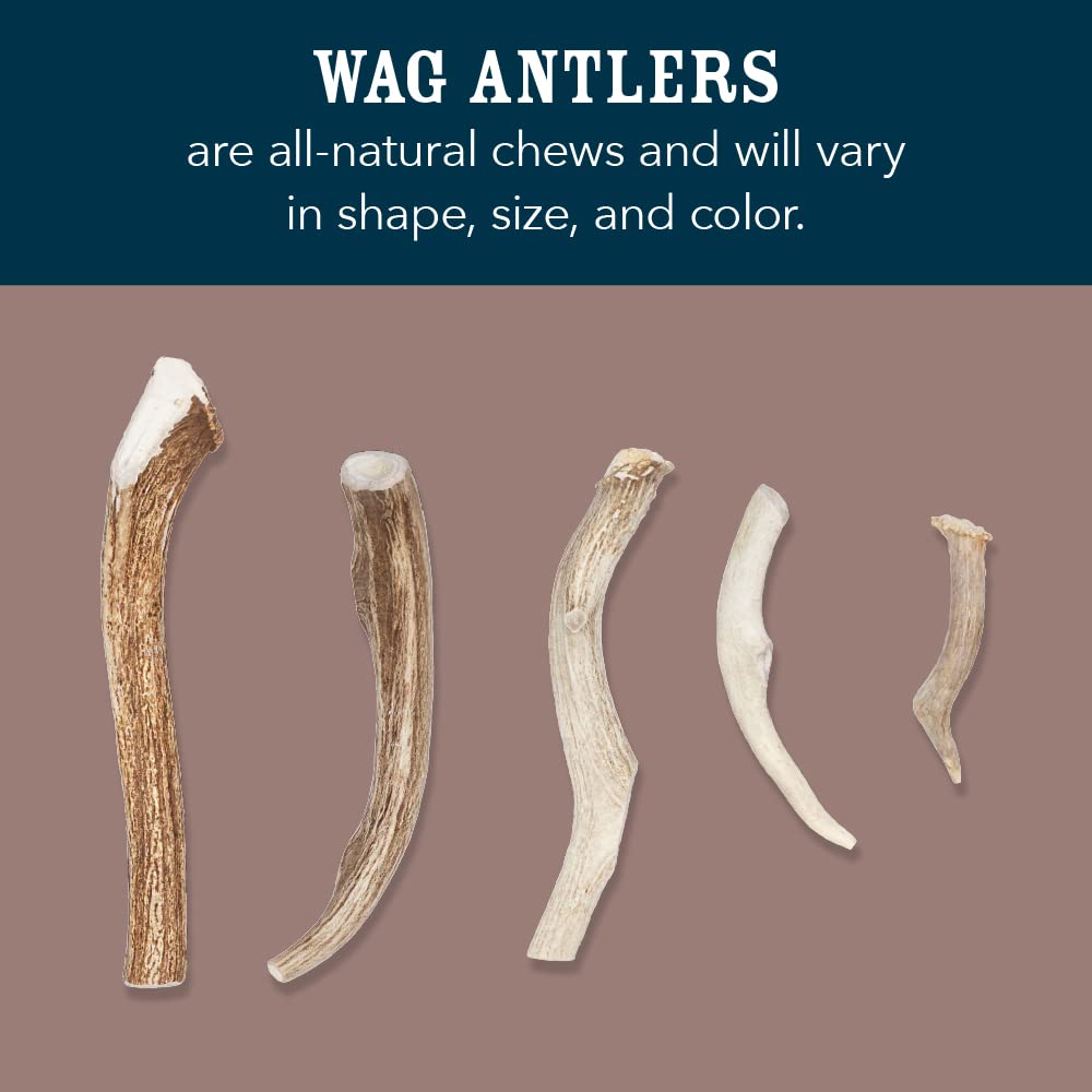 WAG corne d’élan, texture naturelle, mastication durable et satisfaisante.