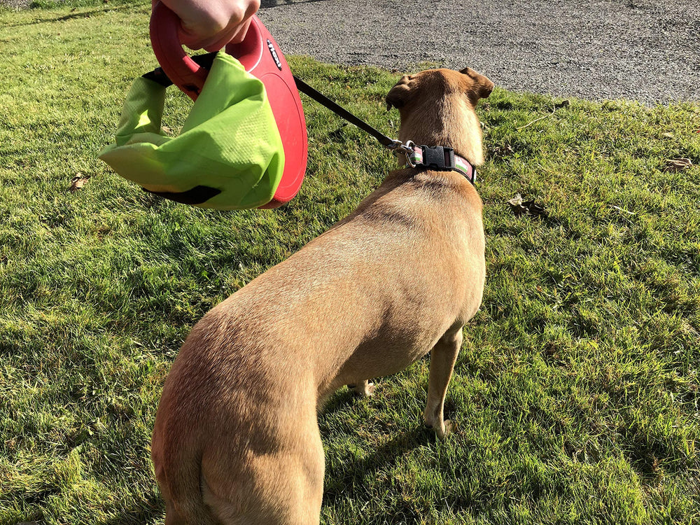 Wag & Wander idéal pour promenades avec chiens.