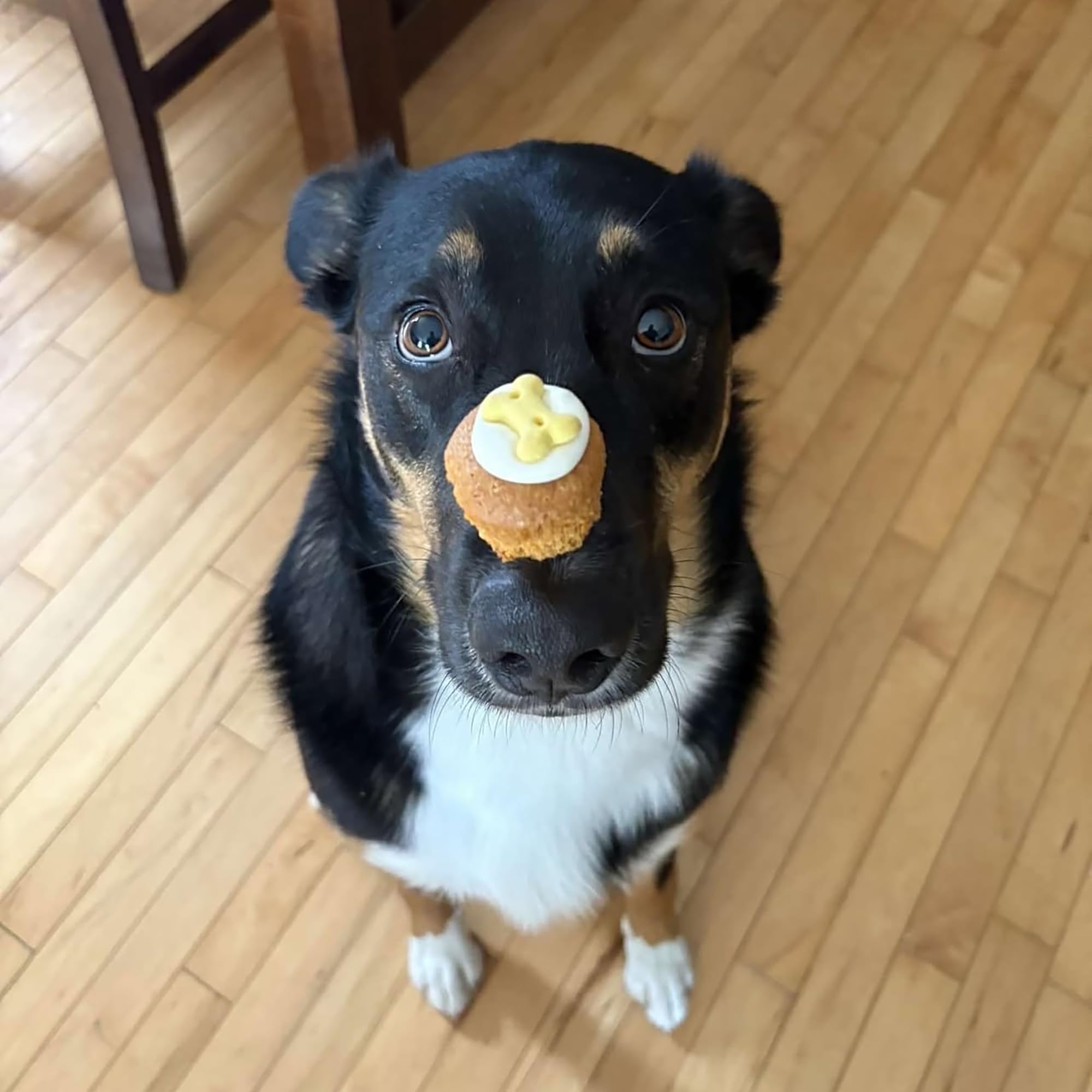 Amour et savoir-faire Wagging Dog Bakery dans Puppin Mini Cupcake, biscuit artisanal.