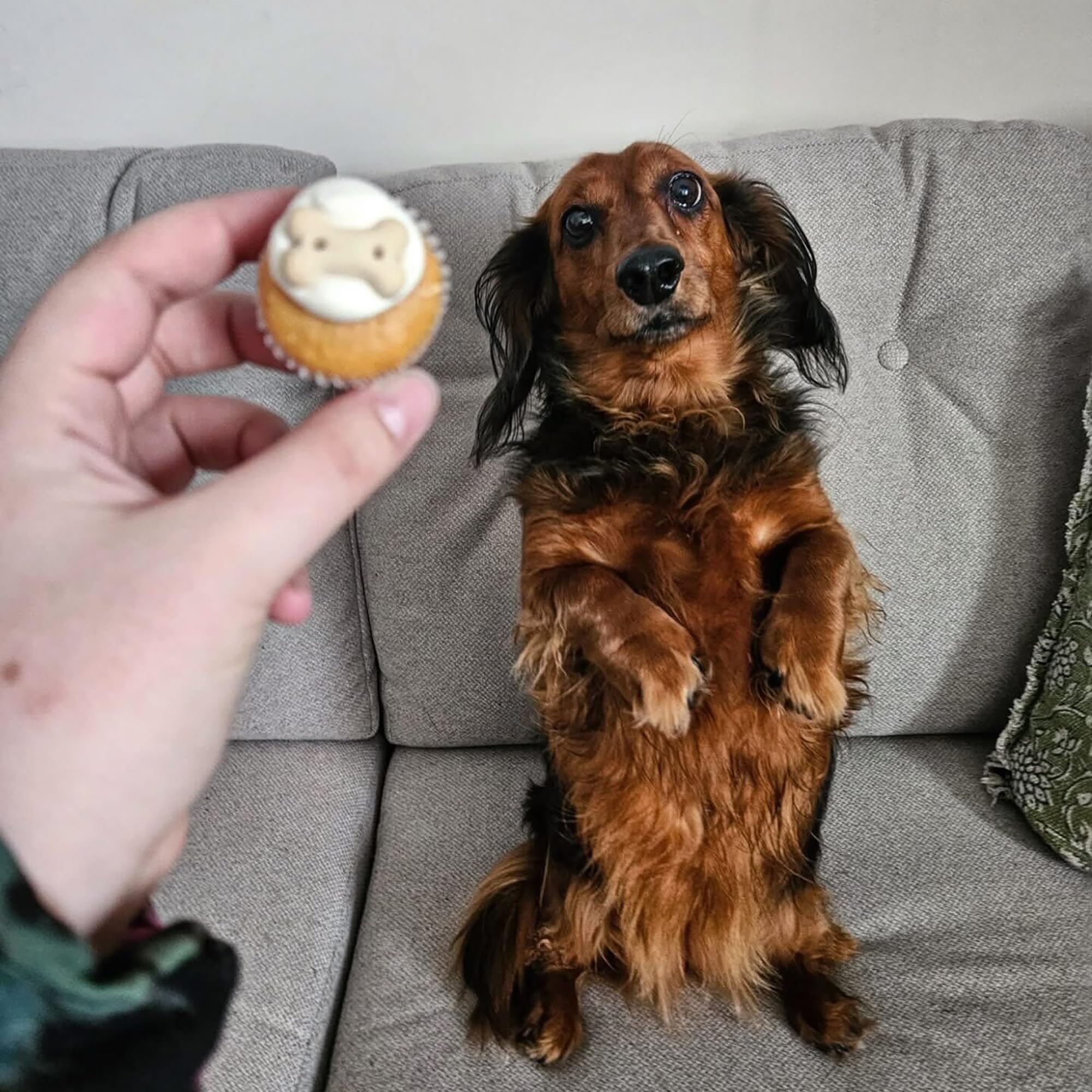 Puppin Mini Cupcake Wagging Dog Bakery: présentation pratique, pratique à emporter en balade.