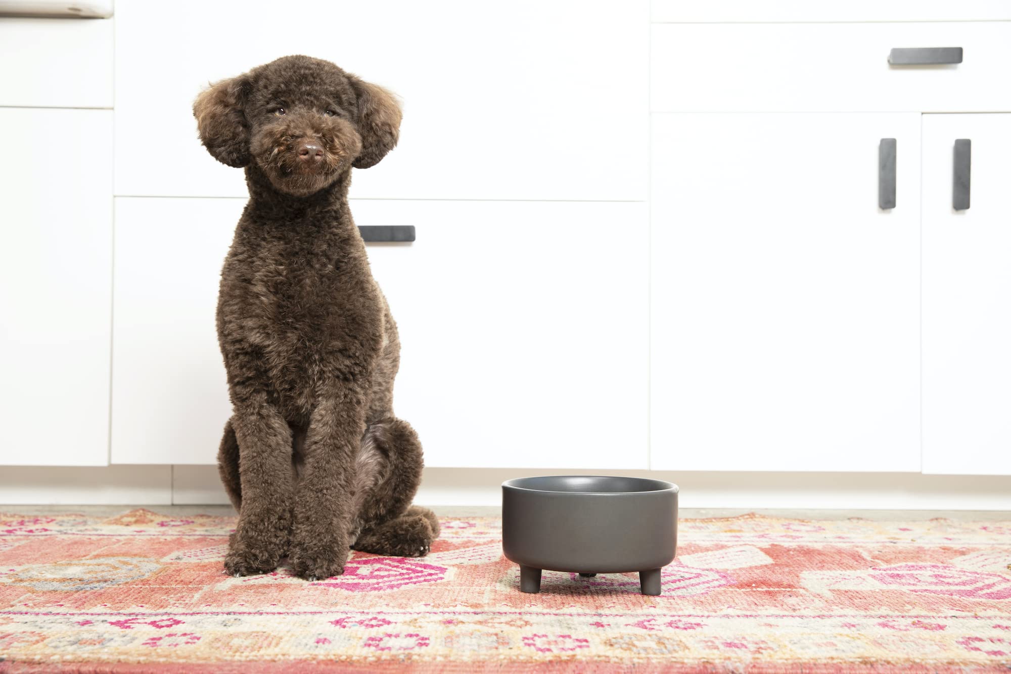 Bol Waggo Uplift pour chien moyen, blanc, robuste et facile à nettoyer.