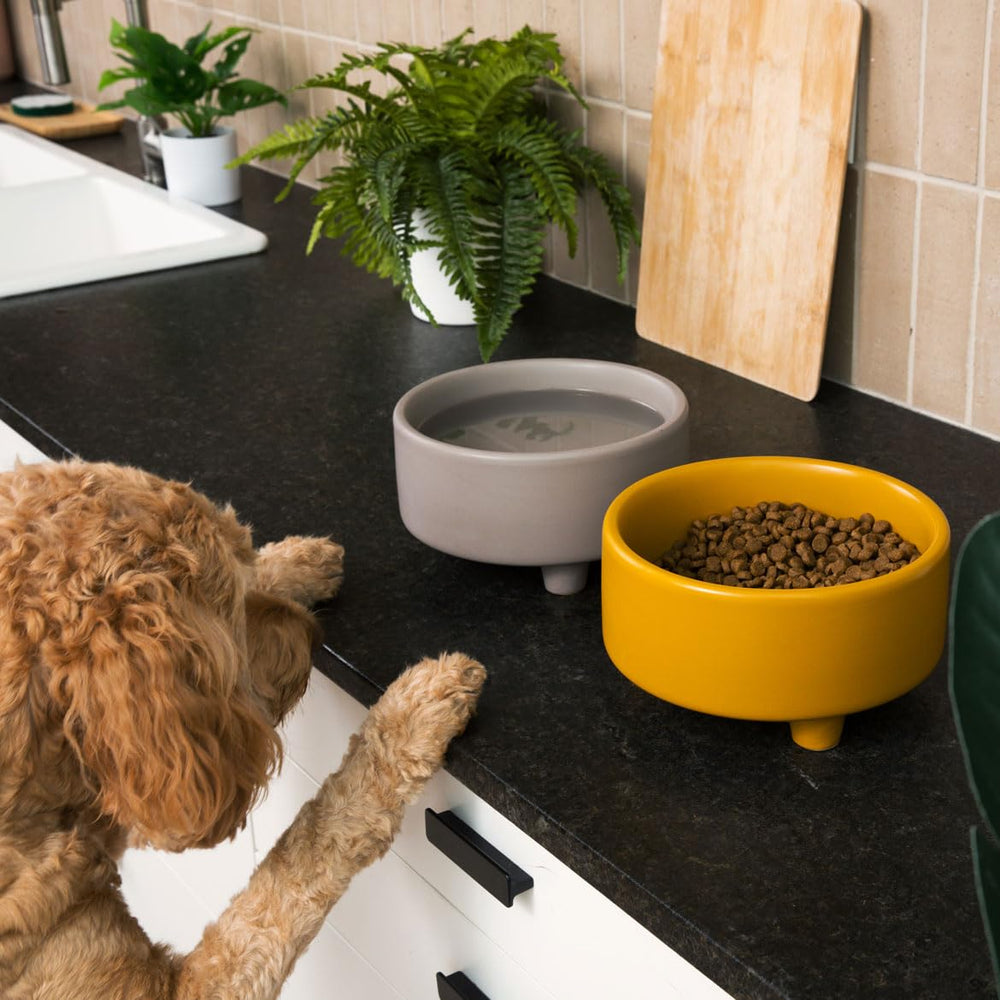 Bol Waggo Uplift pour croquettes, bol polyvalent et robuste.