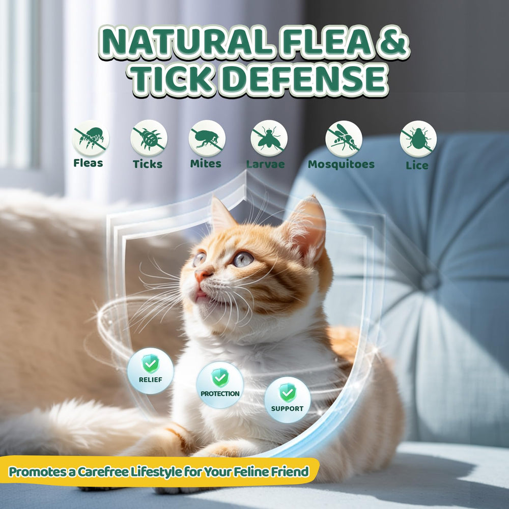 Wagmee bouchées-poulet-chat-usage-quotidien : format pratique pour l'administration.