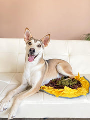Wagorific Snuffle Mat Soleil motif: défis progressifs pour stimuler l'activité mentale du chien.