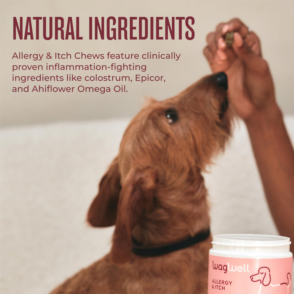 WagWell Allergy & Itch Chews – ingrédients Ahiflower et oméga, soutien peau et gut.