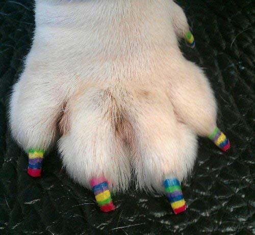 Démaquillant Pawdicure sans acétone pour retirer le vernis en douceur.