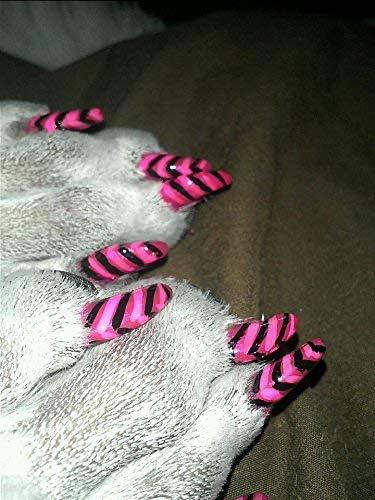 Pawdicure Warren London: stylo-vernis-ongles-chien-carmin, look affirmé.