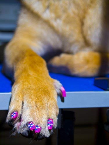 Pawdicure Warren London: stylo-vernis-ongles-chien-orchidee, style unique.