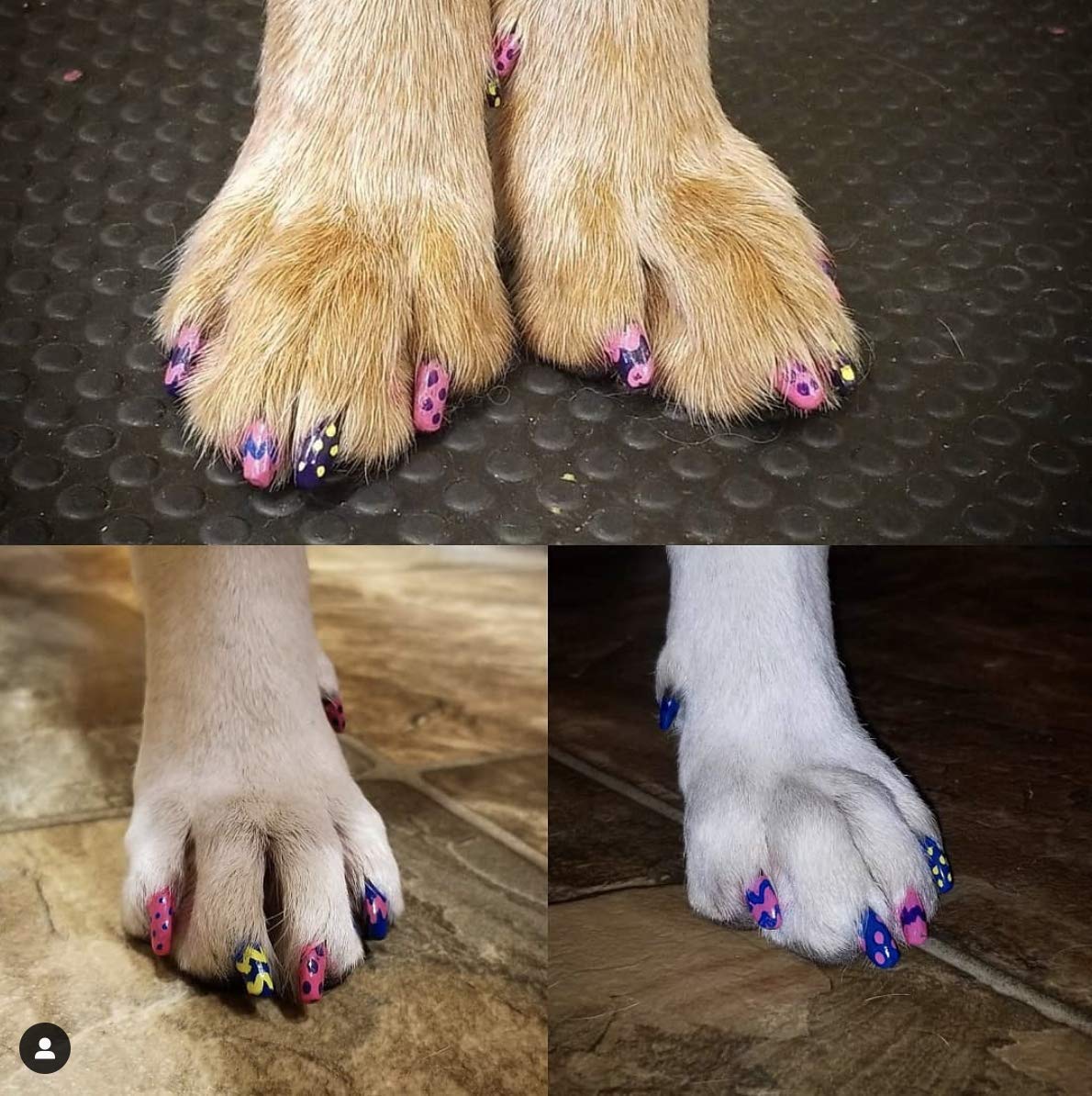 Violet profond Pawdicure, couleur tendance pour chien.