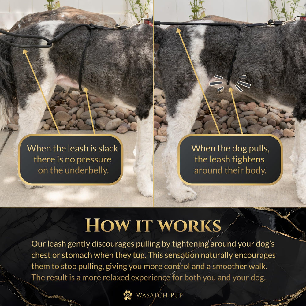 Wasatch Pup Calm Command, mode mains libres et poignée traditionnelle pour activités.
