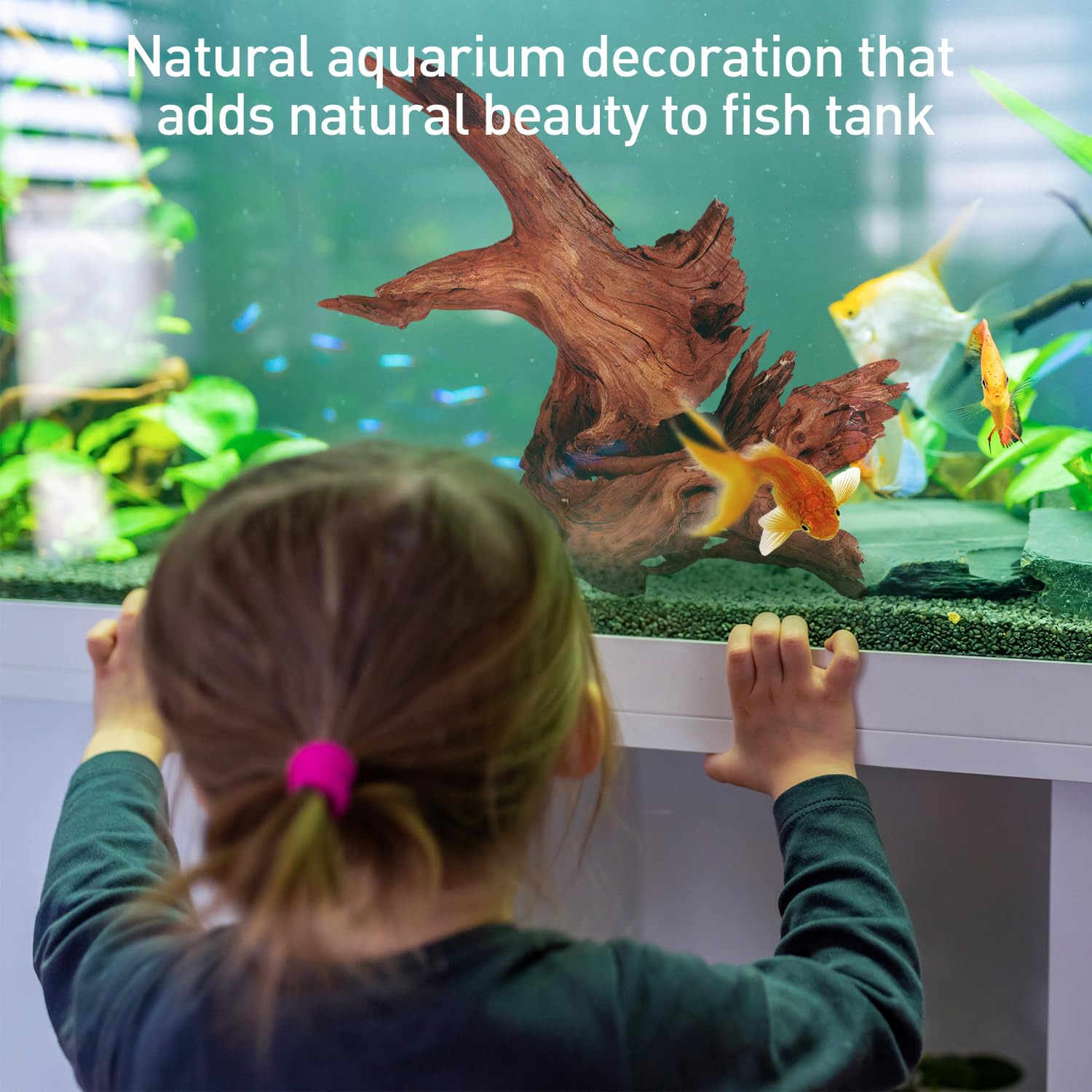WDEFUN bois flotté naturel - élément décoratif pour terrariums reptiles.