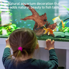 WDEFUN bois flotté naturel - élément décoratif pour terrariums reptiles.