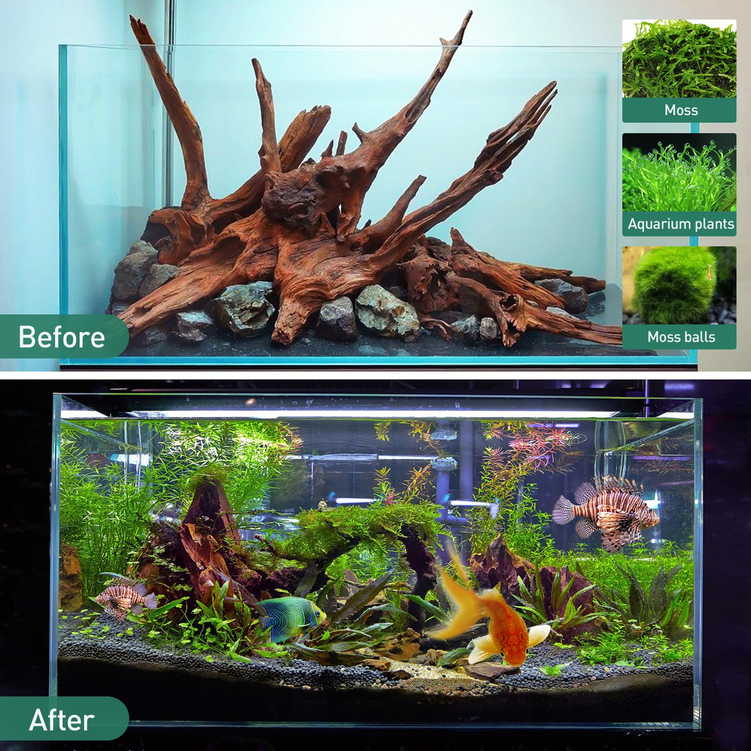 WDEFUN bois flotté naturel - cachettes naturelles pour poissons.