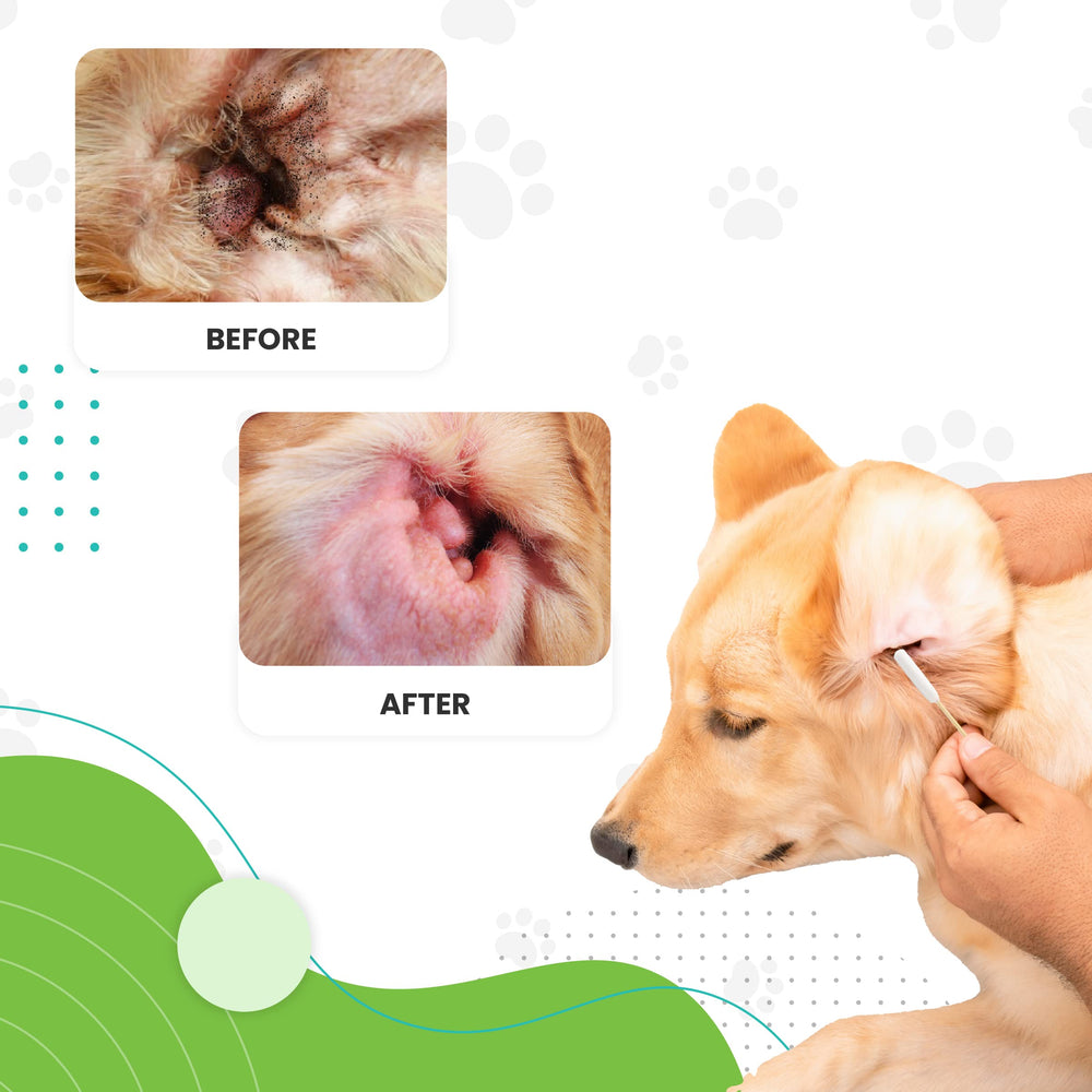 We Love Doodles routine-soin-oreilles-chiens: intégration facile dans la routine de toilettage.
