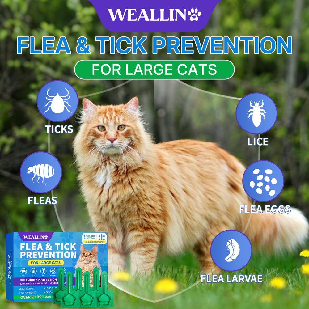 WEALLIN: chat calme pendant l’application topique
