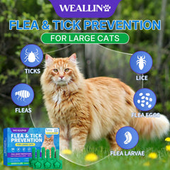 WEALLIN: chat calme pendant l’application topique