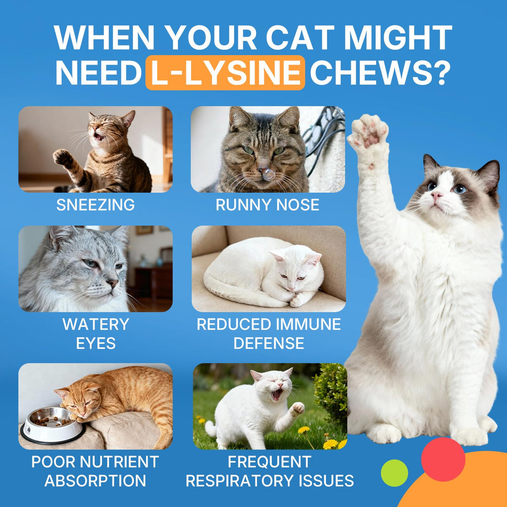 WEALLIN L-Lysine pour chats – oméga-3 pour peau et pelage sains.