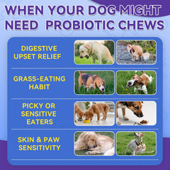 WEALLIN Probiotiques Chien – coquille croustillante favorisant l'ingestion