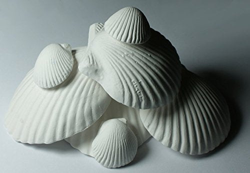 Coquilles Weco Wonder Shell dans un emballage double prêt à offrir
