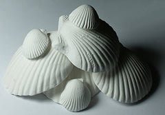 Coquilles Weco Wonder Shell dans un emballage double prêt à offrir