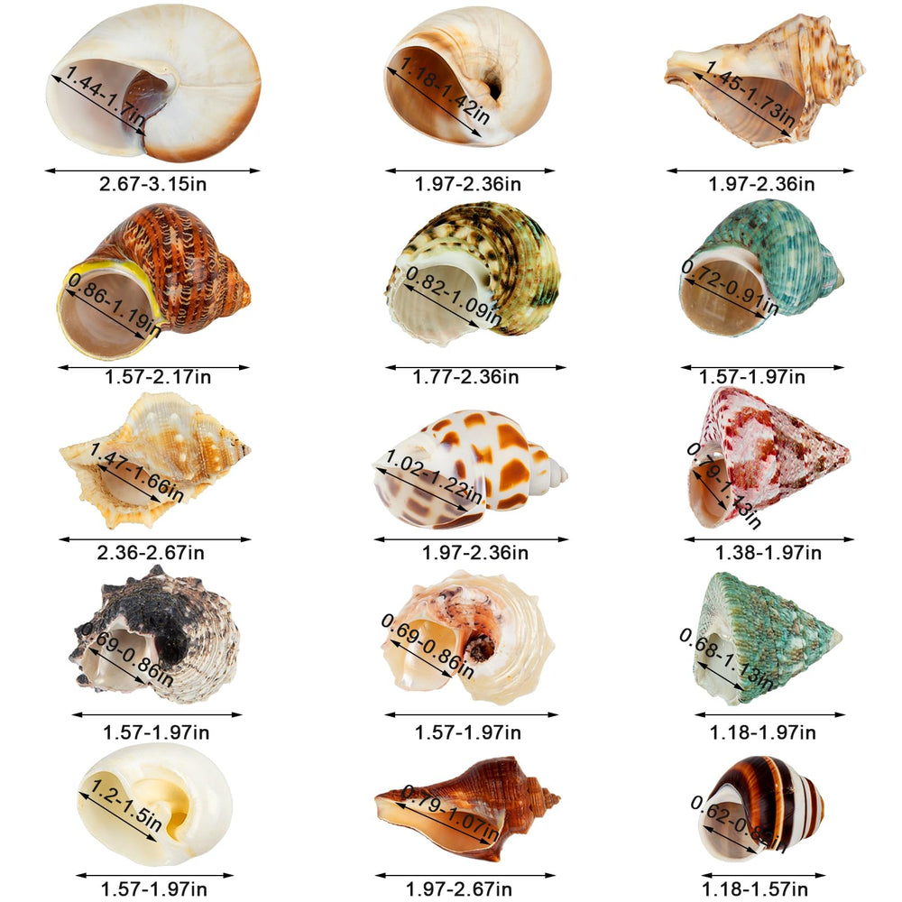 WeDoSoy coquilles naturelles habitat sûr et durable des crabes