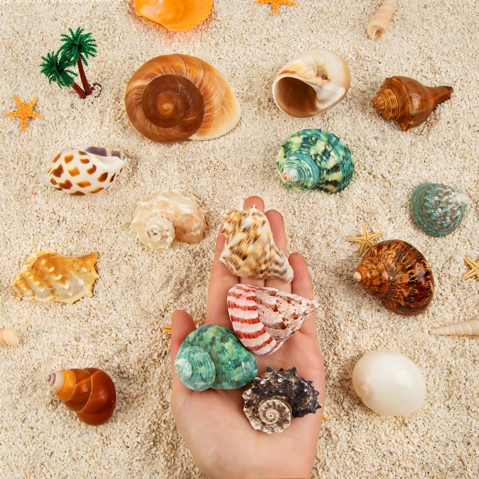 WeDoSoy coquilles mer loisirs créatifs plage