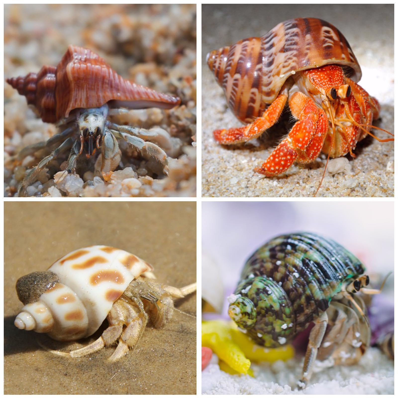 WeDoSoy conques mer naturelles garantie-satisfaction pour l habitat des crabes