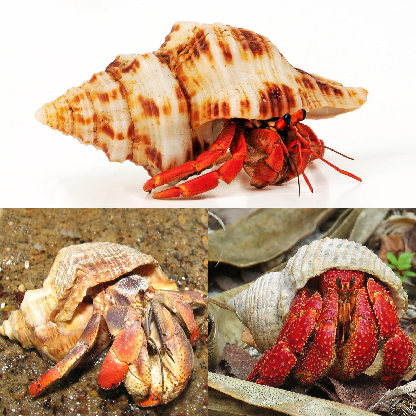 WeDoSoy coquille déco plage – idéale pour décorations marines et bricolage.