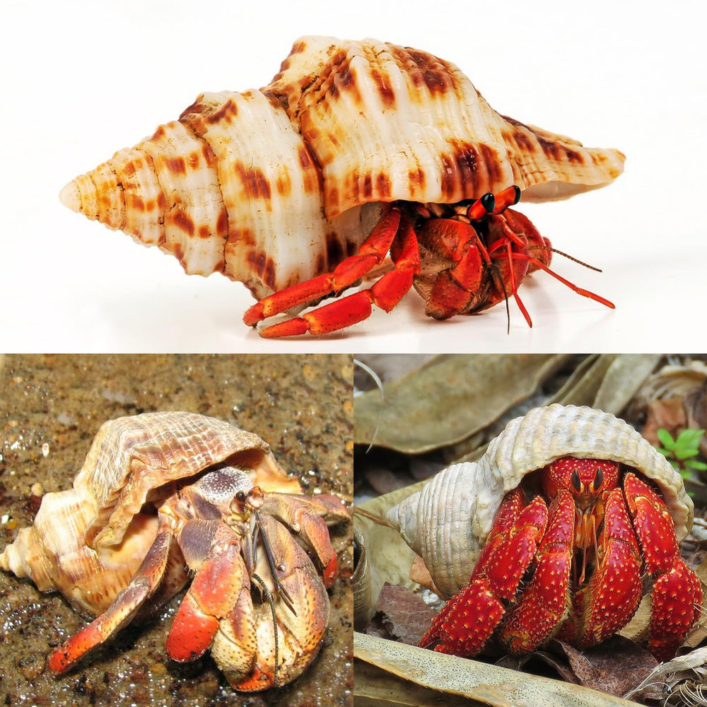 WeDoSoy coquille déco plage – idéale pour décorations marines et bricolage.