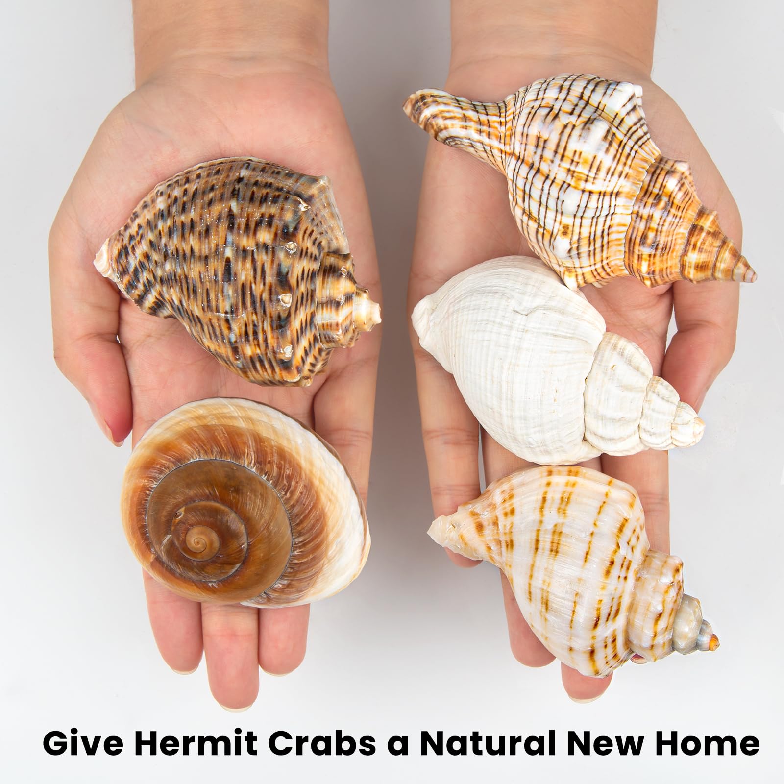 WeDoSoy coquille hermit-crab naturelle – matériau naturel durable pour habitat sûr.