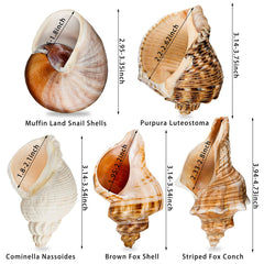 WeDoSoy coquille hermit-crab ouverture 1-6-2-7 pouces – diamètre adapté pour un ajustement facile.