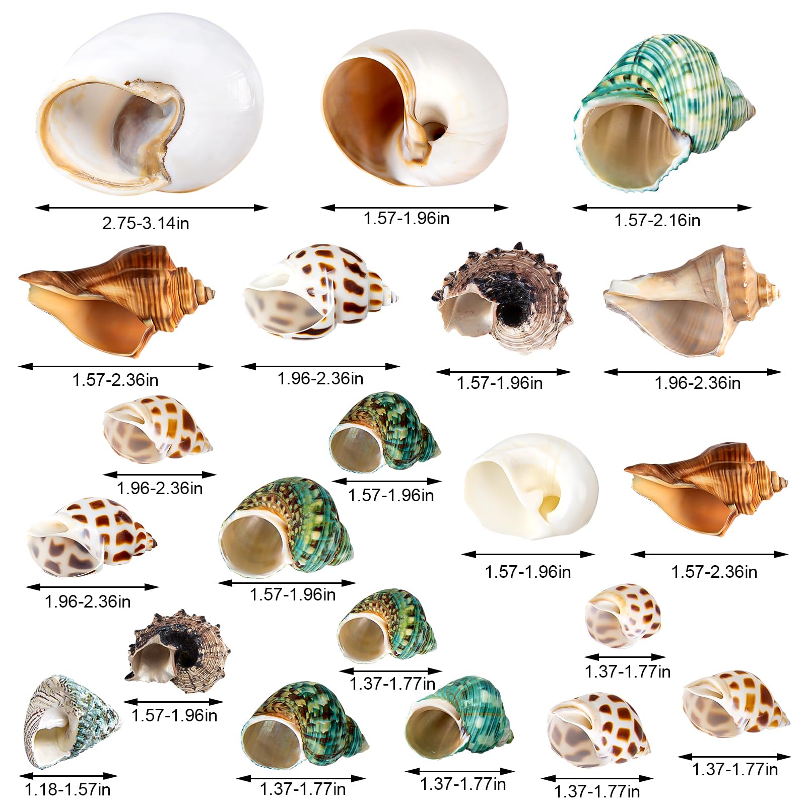WeDoSoy coquilles naturelles bernard-l-hermite tailles variées pour abri adapté.