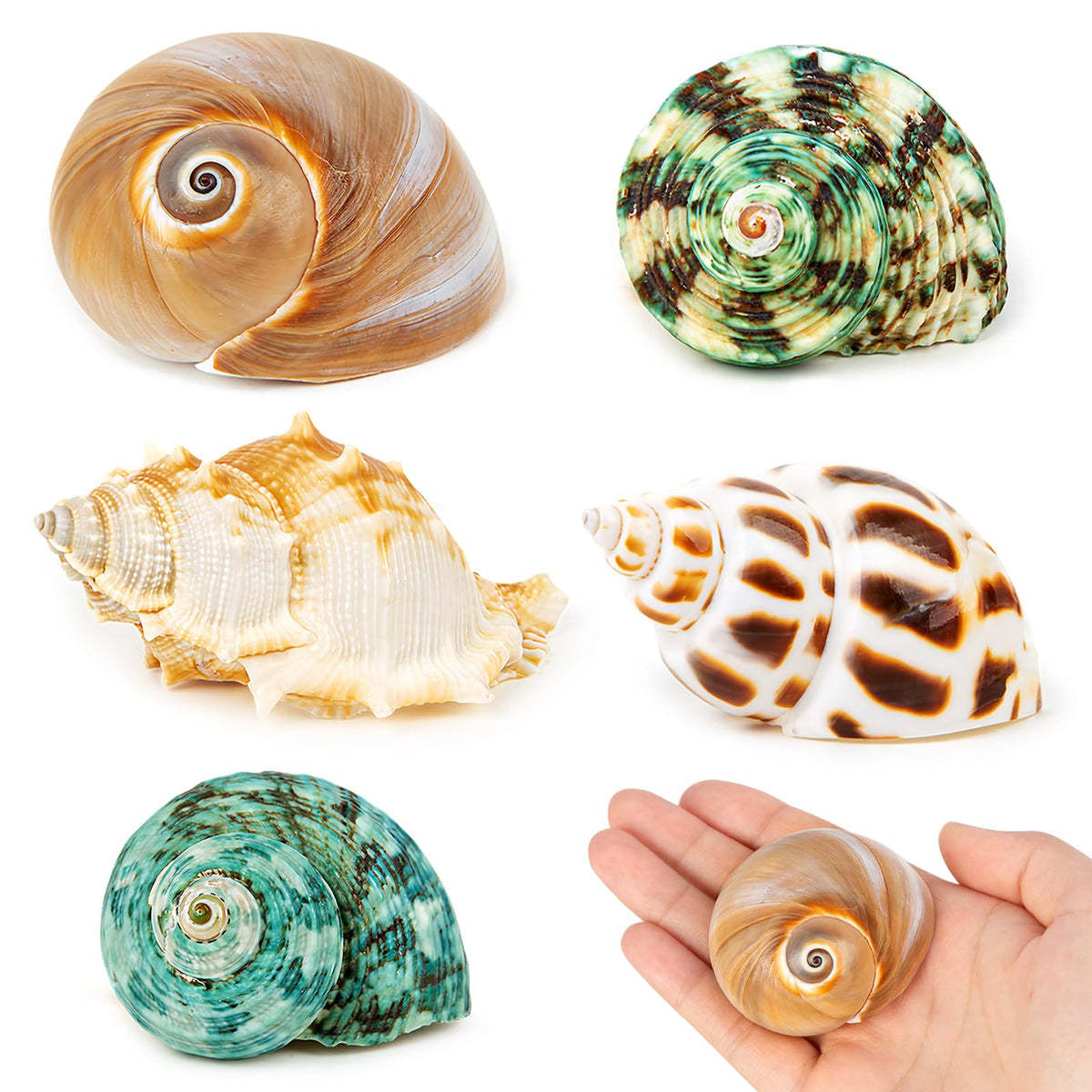 Coquilles WeDoSoy pour crabe ermite, ensemble varié pour habitat sûr et choix facile.
