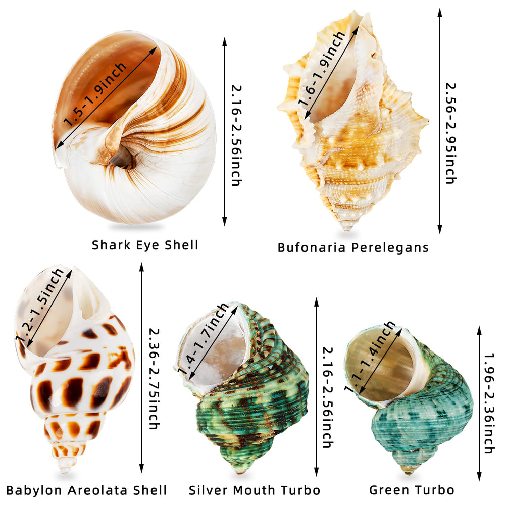 Qualité naturelle WeDoSoy, coquilles durables pour terrarium.